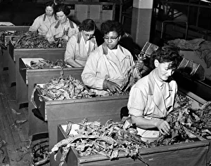 Production Line Prints: Women working in a tobacco factory, sorting tobacco leaves November 1958