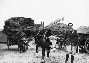 Agriculture Prints: The Womens Land Army was a British civilian organisation created during World War II