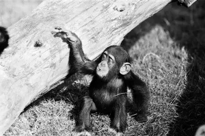 Wonder the baby Chimpanzee seen here with his mother at the Chimpanzee breeding centre