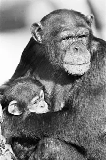 Wonder the baby Chimpanzee seen here with his mother at the Chimpanzee breeding centre