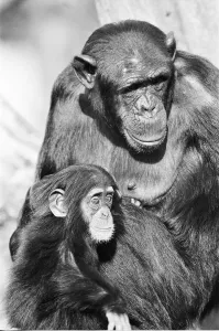 Wonder the baby Chimpanzee seen here with his mother at the Chimpanzee breeding centre