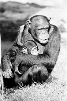 Wonder the baby Chimpanzee seen here with his mother at the Chimpanzee breeding centre