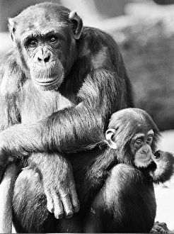 Wonder the baby Chimpanzee seen here with his mother at the Chimpanzee breeding centre