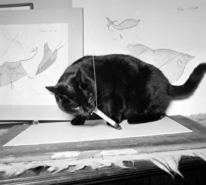 The Wonder-Cat Topsy the cat has had his drawings exhibited at an Art exhibition in