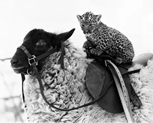 The woolly winter favourites: At Southam Zoo in Warwickshire this year