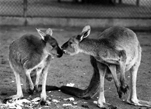 Relationship Prints: Words may fail them but with a nudge, a gentle touch or a peck on the furry cheek