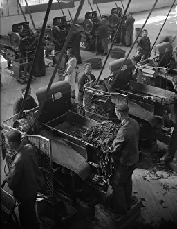 Cigarettes Prints: Workers feeding tobacco leaf in to machines at the start of the cigarette manufacture in