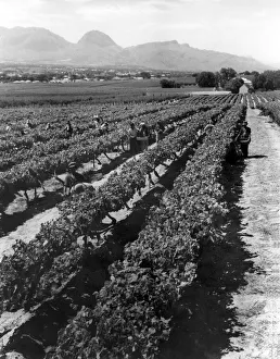Fields Prints: Workers picking grapes in vineyard, Paarl, South Africa. June 1955 P005271