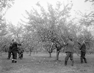 Apples Prints: Workers shaking trees in the orchard at H. P Bulmers and Co. Ltd. November 1958
