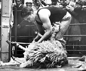 00175 Prints: A world champion sheepshearer from New Zealand demonstrates his skills