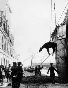 Warhorse1 Prints: World War One - Allied cavalry troops horses are lowered down in a sling onto