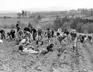 World War II Dig for Victory Office girls and other volunteers planting