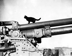 World War II: Mascots The black cat mascot of a anti-aircraft battery somewhere in