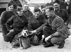 Mascots Prints: World War II: Mascots: Dogs. Jags the bulldog seen here with soldiers before