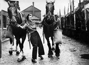 World War II. Women holding on to a team of heavy horses in a coal yard in the North of