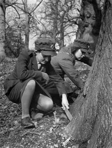 Searching Prints: World war II Women: Recruit Christmas looking for a snail... Volunteer Christmas of the A