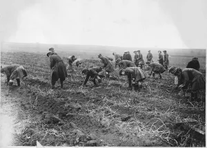 Crops Prints: World War One - Seaforth Highlanders helping French to gather their potato crop
