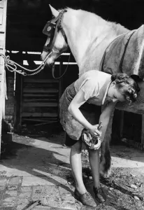 Blacksmith Prints: World War Two. Mrs Hughes changing a horses shoe while working as a blacksmith during