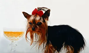 The worlds smallest dog Thumelina the Yorkshire Terrier wearing a red ribbon
