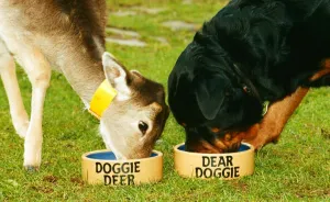 Deer Prints: Wrack the Rottweiler and his pal Sparky the fallow dear seen here enjoying lunch