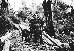 Elephants Prints: WW2 Burmese rounded up more elephants to help the Allies after valuable transport