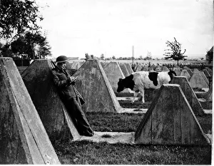 Cows Prints: WW2 ll RAF man on the Siegfred Line 10 / 44 writing home with cow in amongst concrete