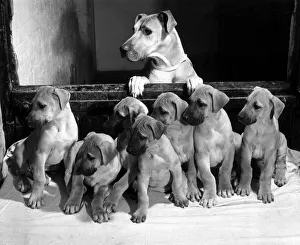 Puppies Prints: Yank a four year old Great Dane guard dog of the Crown Inn in Stoney Stratford with her