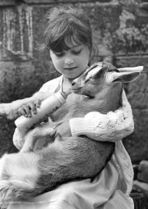 Goats Prints: Five year old Alaine Turner feeding Pepsi the one week old goat at Byker City farm in