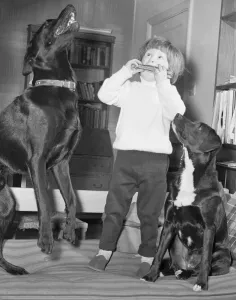 00894 Prints: When three year old Ashley Charlton of Bourne End, Buckinghamshire, plays his mouth organ