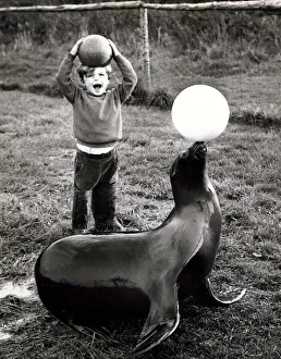 Balls Prints: Four year old Bruce, son of a sea-lion trainer putting a seal through training exercises