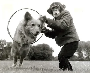 Three year old chimp Kanoble holds up a hoop for Dinkie the corgi to jump through