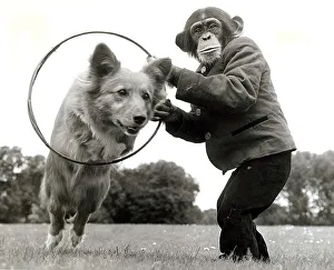 Hoops Prints: Three year old chimp Kanoble holds up a hoop for Dinkie the corgi to jump through