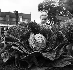 Vegetables Prints: Three year old Colin peeps over Mr E Mountfords Green Monster