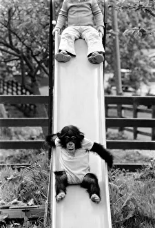 Three year old Emma Colbourne playing on the slide in her local park with a chimpanzee