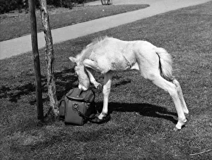A four year old horse inspecting a photographers camera bag at Whipsnade Zoo