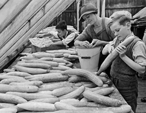 Four year old schoolby evacuee Michael Bubbear helping to slice cucumbers in half to be