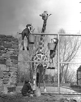 00003 Prints: These eight year old had a surprise when they called in at Chester Zoo to organise chores