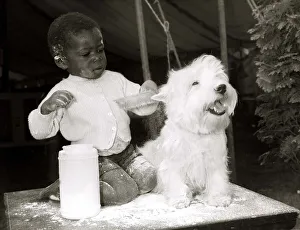 Two year old Tunde Dawodu from Nigeria gives West Highland terrier Butch a powder bath