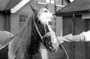 The yearling piebald, Welsh cob type pony which was rescued from the mud pit in Crow Lane