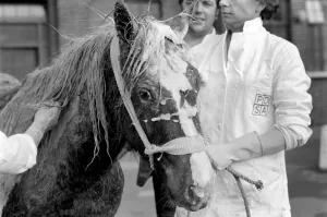 The yearling piebald, Welsh cob type pony which was rescued from the mud pit in Crow Lane