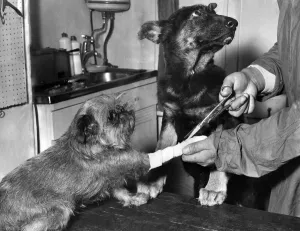 Six years old Lindy'the Griffon receiving attention as her friend fourteen
