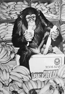 Fruit Prints: Yes we have some banans Noddy the chimp enjoying a snack at the Geest banana