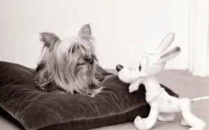 Yorkshire terrier dog and friend Cuddly toy animal dogs squeaky friendship