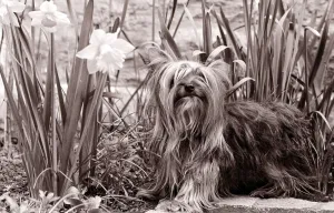 Yorkshire terrier dog sitting in a bed of daffodils Small dogs lap dog little cute
