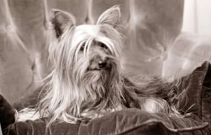 Canines Prints: Yorkshire terrier dog sitting on chair Small litle tiny lap dog Dogs animals