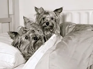 Two Yorkshire Terrier Dogs get five star treatment at exclusive kennels near great