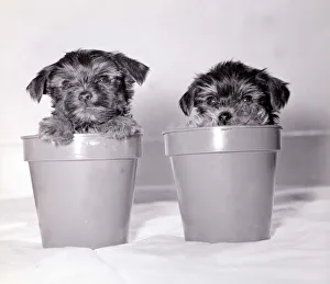 Puppies Prints: Two yorkshire terrier puppies playing inside a couple of plant pots May 1979