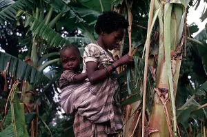 Dramatic Prints: A young African girl strips a Banana Leaf to make a skirt in Quimbango