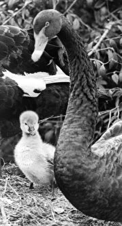 00047 Collection: A young Australian Black Swan cygnet waiting for mum to take him swimming