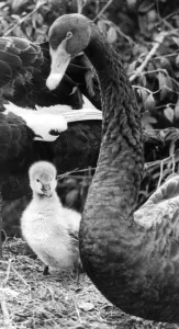 Cygnet Prints: A young Australian Black Swan cygnet waiting for mum to take him swimming